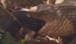 Ghen cực độ, hổ mang chúa nuốt chửng con cái ngay trước mặt tình địch